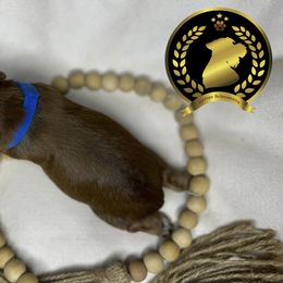 Miniature Schnauzer Puppies from Forever Schnauzers