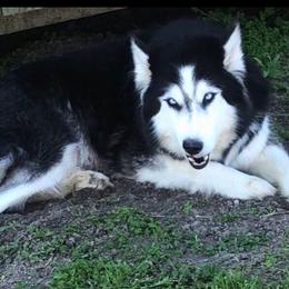 Yonah - Siberian Husky
