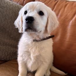 Brown boy 3500.00 - Light golden male Golden Retriever puppy in Pahrump, Nevada from Southern Nevada Goldens
