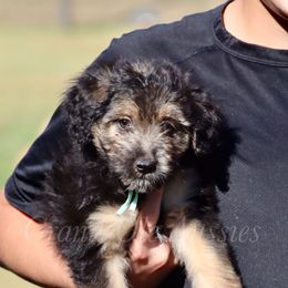Tesla - Black phantom female Aussiedoodle puppy in Weatherford, Texas from Grand Ole Aussies