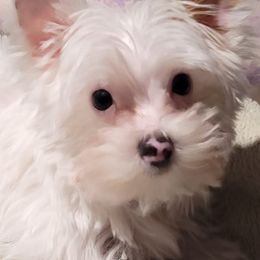 Goldendoodles and Yorkshire Terriers from Mathiasons Little Barkers