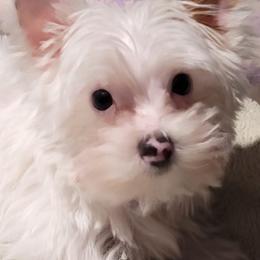 Goldendoodles and Yorkshire Terriers from Mathiasons Little Barkers