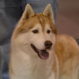Siberian Husky All Grown Up from Shawna Wells