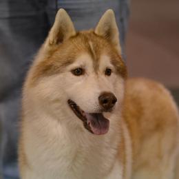 Siberian Husky All Grown Up from Shawna Wells