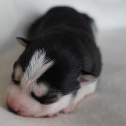 Skye - Black and white female Siberian Husky puppy in Wiscasset, Maine from Running with Huskies