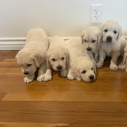 Golden Retriever Puppies from Prim's Golden Retrievers