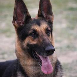 German Shepherds from Hickoryhill German Shepherds