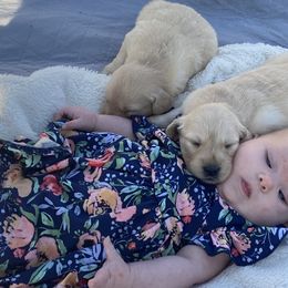 Golden Retriever Puppies from Rollin' Goldies