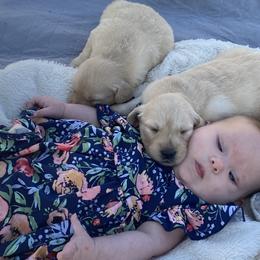 Golden Retriever Puppies from Rollin' Goldies