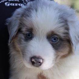 Australian Shepherd Puppies from Storm and Sage Australian Shepherds