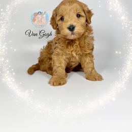 Aussiedoodle and Goldendoodle Puppies from Dandy Doodle Ranch