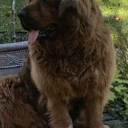 Tibetan Mastiffs from Nyingma Tibetan Mastiffs