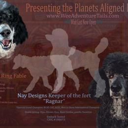 Poodle puppies from Wee Adventure Tails
