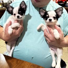 Chihuahua and Miniature Pinscher Puppies from Toykeeper's Kennel