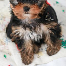 Yorkshire Terrier Puppies from Essence of Grace Yorkies