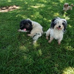 Havanese, Miniature Schnauzer, and Yorkshire Terrier All Grown Up from Ashley Nicole Ranch