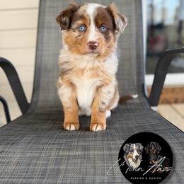 Cindy Lou - Red merle female Australian Shepherd puppy in Tyner, Kentucky from Lil’ Town Aussies