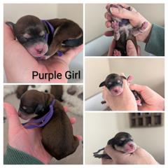 Purple Girl - Wheaten female Whoodle puppy in Kalispell, Montana from Countryman Whoodles