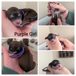 Purple Girl - Wheaten female Whoodle puppy in Kalispell, Montana from Countryman Whoodles
