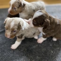 Miniature Australian Shepherd and Toy Australian Shepherd Puppies from Small World Aussies