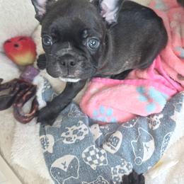 Maverick - male Boston Terrier puppy in Fort Myers, Florida from Legends Frenchton's, French Bulldogs ,Boston Terriers, Reindeer chihuahuas & French Bullhuahua's