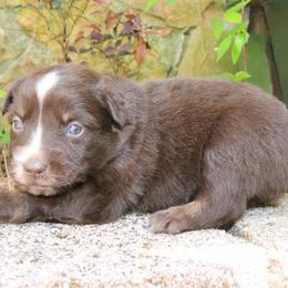 Bumble - Red tri-color male Australian Shepherd puppy in Macon, Georgia from Shaina’s Shepherds
