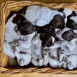 Wirehaired Pointing Griffon Puppies from Dry Branch