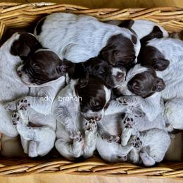Wirehaired Pointing Griffon Puppies from Dry Branch
