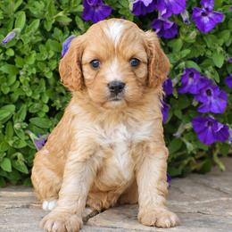 Cody - Red male Cavapoo puppy in Gap, Pennsylvania from Country View Puppies ( License 18816)