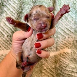 Merry - Merle female Cockapoo puppy in Danielsville, Georgia from Meg's Doodles and Poodles