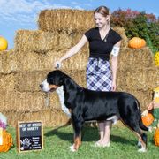 Dylan - Greater Swiss Mountain Dog