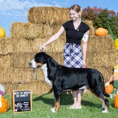 Dylan - Greater Swiss Mountain Dog