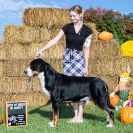 Dylan - Greater Swiss Mountain Dog