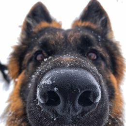 German Shepherd All Grown Up from Domus Invictus German Shepherds