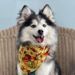 Pomskies from Destiny Pomskies LLC