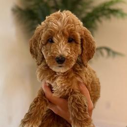 Coconut - Apricot female Goldendoodle puppy in Kenansville, North Carolina from J+A Family Doodles