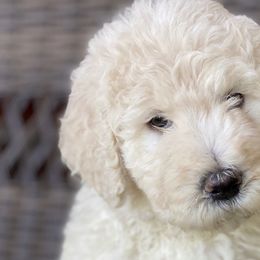 Aussiedoodles, Bernedoodles, Cavapoos, Goldendoodles, and Poodles from Huckadoodle Farm
