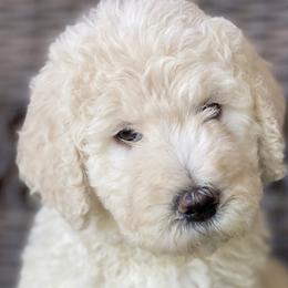 Aussiedoodles, Bernedoodles, Cavapoos, Goldendoodles, and Poodles from Huckadoodle Farm