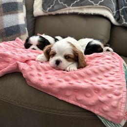Cavalier King Charles Spaniel Puppies from Rolling Meadows Cavaliers