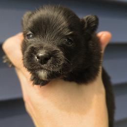 Dolores - Black female Pomeranian puppy in Hooksett, New Hampshire from Granite State Pomeranians