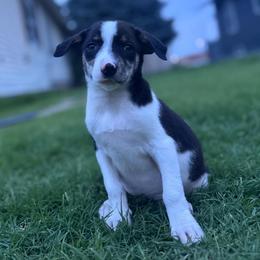 Grumpy - Tri-color female Border Collie puppy in Oberlin, Kansas from Hangin R Kennels