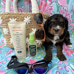 Dallas - Tri-color male Bernedoodle puppy in Katy, Texas from Tails of Cypress