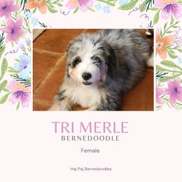 Bernedoodle Puppies from Haj Paj Bernedoodles