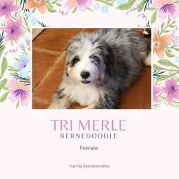 Bernedoodle Puppies from Haj Paj Bernedoodles