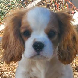 Flint - Blenheim Cavalier King Charles Spaniel puppy in Rifle, Colorado from RoanCliff Cavaliers