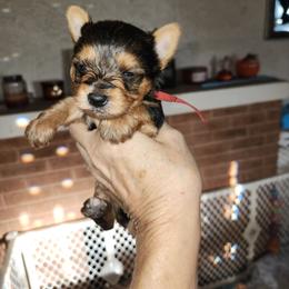 Red Collar - Black and tan male Yorkshire Terrier puppy in Sidney, Ohio from Little Yorkie World