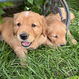 Golden Retriever Puppies from Thousand Lake Retrievers