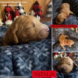 NATALIA - Red Collar Girl - Red  female Poodle puppy in Charlo, Montana from Heavenly Hilltop Farm