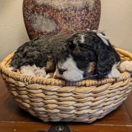 Raspberry - Tri-color female Bernedoodle puppy in Cambridge, Minnesota from Country Meadow Doodles