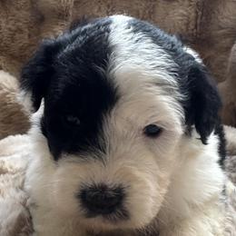 Muffin - Black and white female Sheepadoodle puppy in Howell, Michigan from Animal Crackers